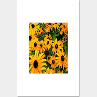 Sunflowers Posters and Art